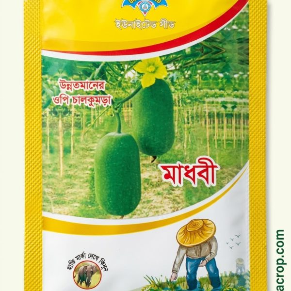 দেশী চালকুমড়া মাধবী ইউনাইটেড Ash Gourd Madhobi United