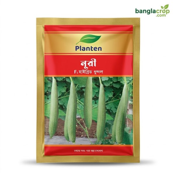 হাইব্রিড ধুন্দুল নূরী প্লানটেন Hybrid Sponge Gourd Nuri Planten