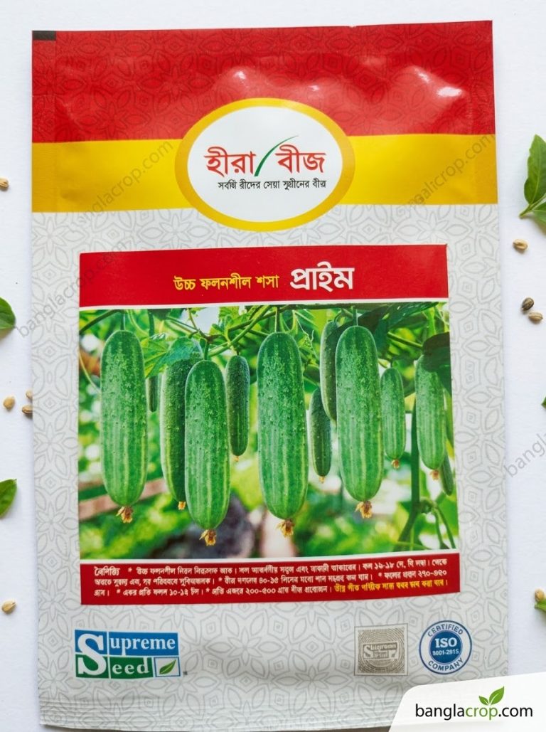 ক্রস শসা
