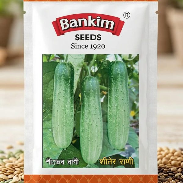 শীতের রাণী শসা বন্কিম Winter Queen cucumber Bankim